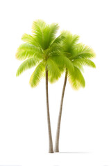 coconut palm trees isolated on white background