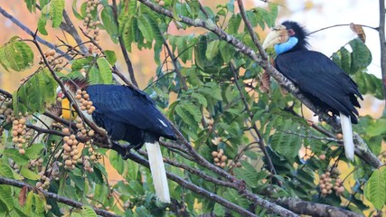 The wreathed Hornbill is a type of hornbill found in tropical rainforests. Its breeding grounds are in Khao Yai National Park, Thailand.
