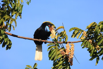 The wreathed Hornbill is a type of hornbill found in tropical rainforests. Its breeding grounds are in Khao Yai National Park, Thailand.

