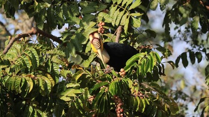 The wreathed Hornbill is a type of hornbill found in tropical rainforests. Its breeding grounds are in Khao Yai National Park, Thailand.
