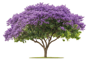 purple flowering tree shot