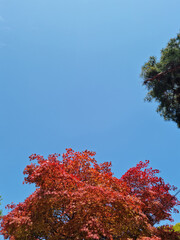 Canvas Print - it's the sky and the maple tree