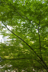 Canvas Print - this is the appearance of a maple tree.