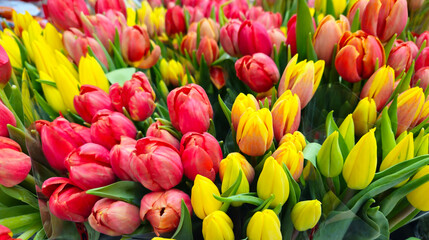 Wall Mural - Bright colorful background of red and yellow tulips