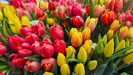 Wall Mural - Bright colorful background of red and yellow tulips
