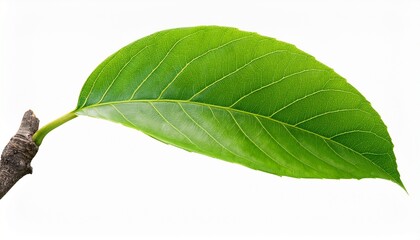 tree branch with green leaf isolated for object and retouch design