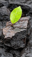 Poster - Detailed close-up of a green leaf resting on a smooth gray rock surrounded by nature's elements