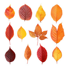 Poster - Various colorful autumn leaves, beautifully arranged and showcasing a vibrant array of fall colors. The leaves exhibit diverse shapes and textures, creating a visually appealing composition.