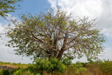 ogromny baobab