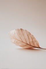 Aufkleber - solitary leaf gently resting on smooth light-colored background