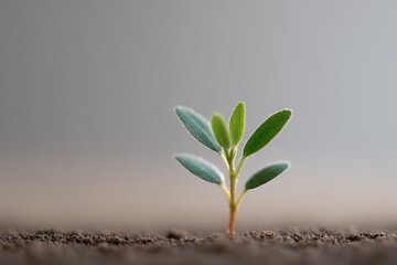 Poster - minimalistic composition with single sapling growing in barren soil symbolizing hope and renewal
