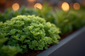 Poster - minimalistic scene of small urban rooftop garden thriving with fresh herbs and vegetables
