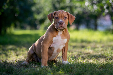 cute brown american bully puppy sitting on grass in a sunny park with trees in the background during