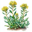 © tanin - Vibrant watercolor artwork showcasing the unique flowers of golden root.