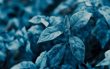 Wall Mural - Stunning Blue Frost on Leaves Close Up Nature Photography