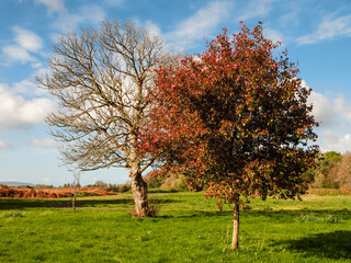 Wall Mural - tree with red flowers on green grass and tree behind without any leaf, blue cloudy sky background. l
