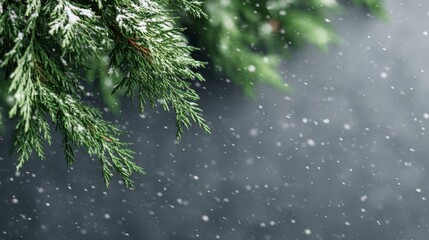 Poster - Fir branches draped in gentle lights cascade soft illumination as snowflakes delicately descend, crafting a serene winter mood in a dim setting