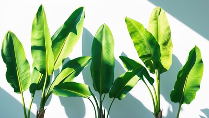 Poster - close-up of green banana leaves isolated against a white background showcasing tropical foliage