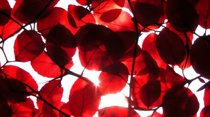 Wall Mural - Vibrant Red Leaves Backlit by Sun,  Nature Photography