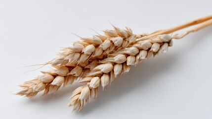 Poster - Wheat stalk isolated against a pure white background reveals intricate details of grains and stem, providing a clean look with copy space on the right side