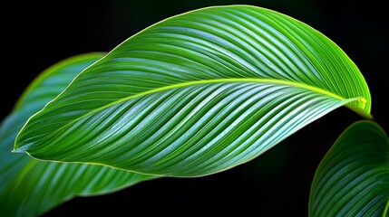 Poster - Leafy green plant with a dark background. The leaf is long and thin, and it is the main focus of the image