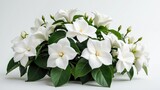 White background featuring a blooming gardenia