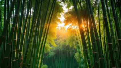 Poster - Sunlit green bamboo forest in the morning with a blurred natural background and selective focus.