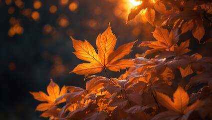Poster - Serene autumn scene with radiant foliage and warm sunset light