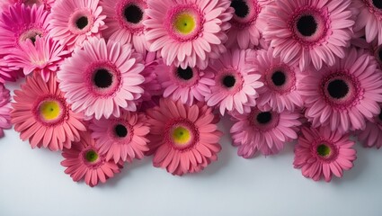 Poster - Pink Gerber blooms on a backdrop