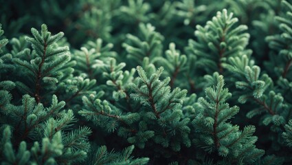 Poster - Abstract winter scene featuring fluffy evergreen branches with needles and texture
