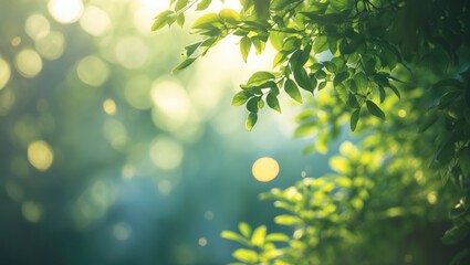 Poster - Green leaves bokeh on a nature abstract blur backdrop from tree, suitable for social media advertisement, banner, or header mockup