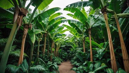 Poster - Progression of banana plants with wide leaves displayed within a modern, abstract setting emphasizing colorful and geometric patterns