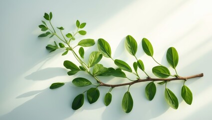 Poster - Herbal medicine Meniran with leaf and phytanthus features captured on a plain white background