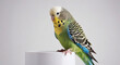 © SvitlanaKvet - cute budgie on white background