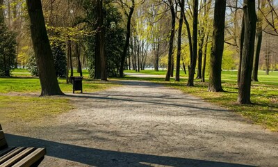 Wall Mural - empty park path with bench surrounded by trees under sunlight