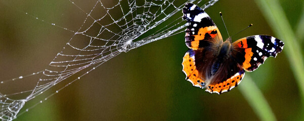 A delicate butterfly perches on a intricate spider web, highlighting the beauty and fragility of life