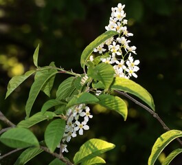 Wall Mural - white flowers of Prunus Padus tree