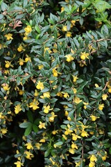 Wall Mural - Berberis Verruculosa bush with long thorns and yellow flowers