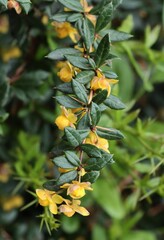 Wall Mural - Berberis Verruculosa bush with long thorns and yellow flowers