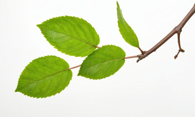 a close-up shot of a tree branch with lush green leaves