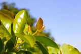 Fresh green leaves of garcinia cowa (Garcinia Cowa Roxb)