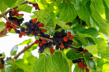 Poster - Many black mulberry bunches on tree branches. Black morus berries in garden. Mulberry tree with ripe morus fruit outdoor. Superberry Black Mulberry Tree.