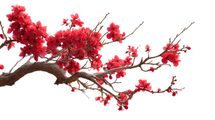 Tree Branch with Red Flower Transparent Background

