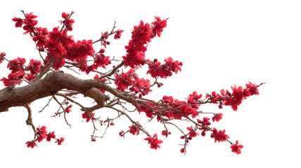 Tree Branch with Red Flower Transparent Background

