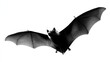 © wahyu - Realistic bat silhouette, white background