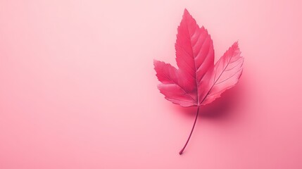 Poster - Aesthetic Pink Maple Leaf on Matching Background, Minimalist Fall Concept