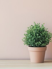Poster - Green boxwood topiary in terracotta pot on wooden surface against pastel pink wall in studio shot for interior decoration