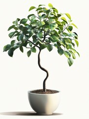 Poster - Potted ficus tree in white pot studio shot against white background minimal aesthetic houseplant home decor botanical indoor plant still life