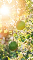 Poster - Close up of two green pomelos hanging on a tree branch in bright sunlight in an orchard at golden hour in summer