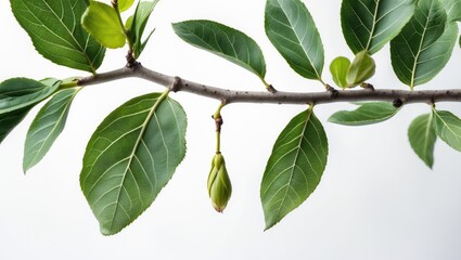 Poster - White background featuring a young birch branch with buds and green leaves